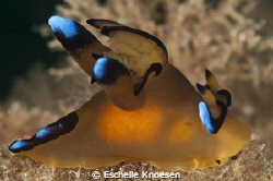 Nudi - Nikon D90 105mm. Full frame by Eschelle Knoesen 